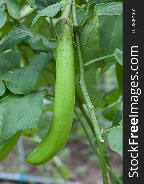 Thai Long Green Eggplant. Organic food grown in country side of Thailand.