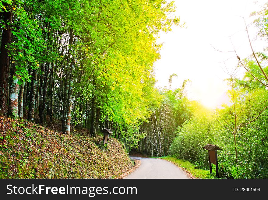 Maple trees in the national park nature background. Maple trees in the national park nature background