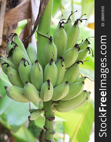 Unripe bananas on a tree, Thailand