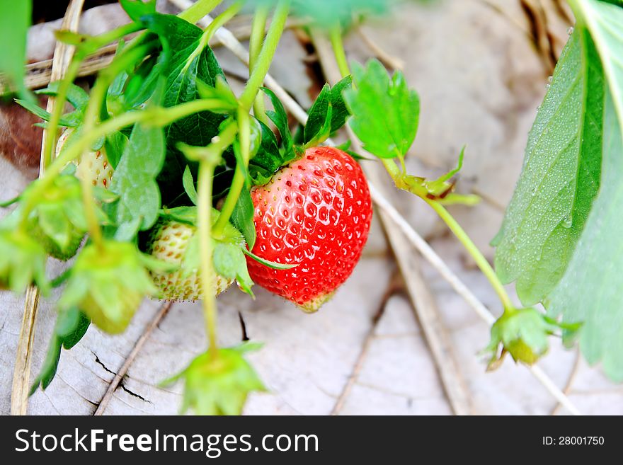 The strawberry bright red nature background. The strawberry bright red nature background