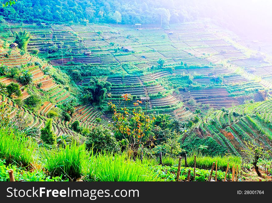 Strawberry farm. The valley and top on mountain