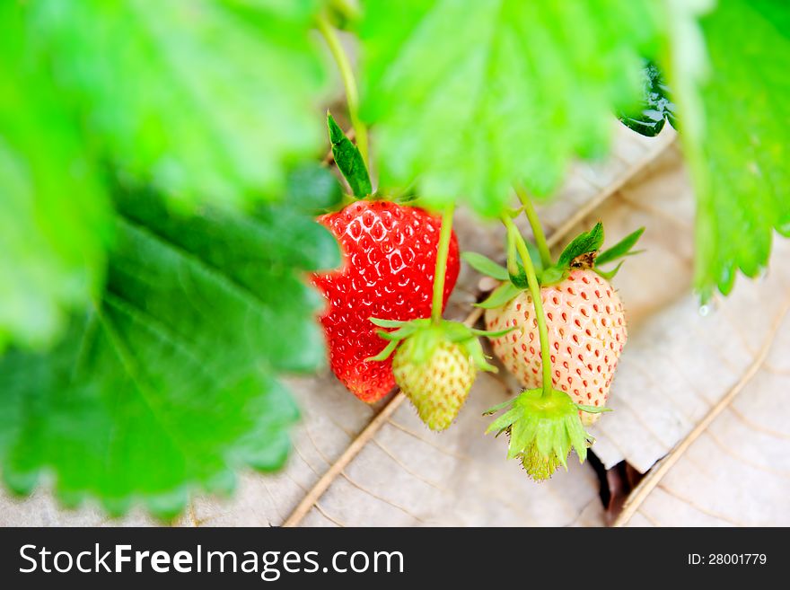 Red strawberry farm nature background