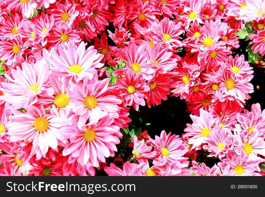 Beautiful gerbera flowers nature background