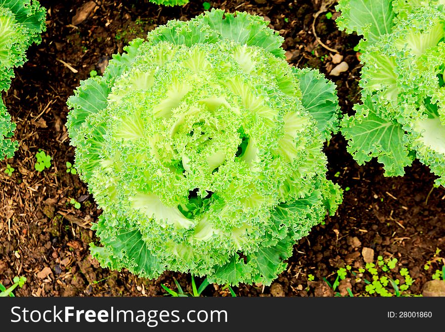 Vegetarian food cabbage nature background. Vegetarian food cabbage nature background
