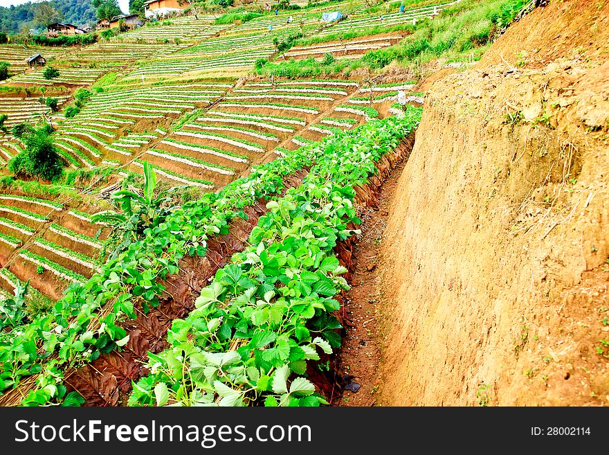 Farm strawberry hill nature background. Farm strawberry hill nature background