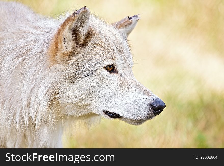 White Wolf searching for something to eat.