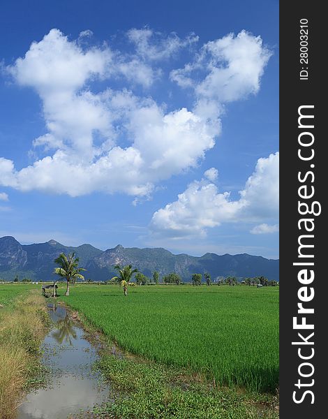 Green rice field and coconut tree beside a small house in Thailand