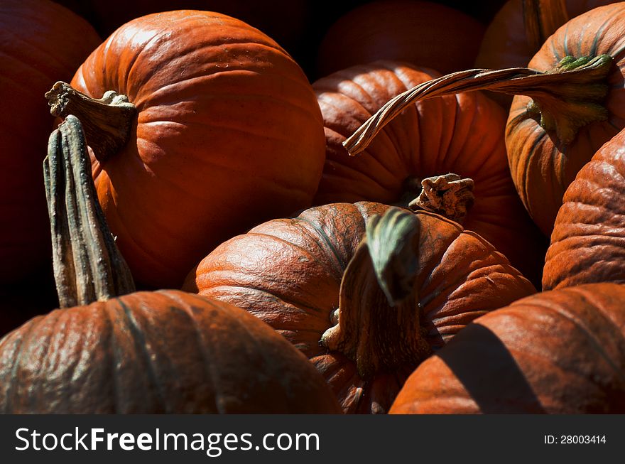 Michigan pumpkins for halloween and fall decorating sit in the fall sunshine ready to make into jack-o-lanterns and pumpkin pies. Michigan pumpkins for halloween and fall decorating sit in the fall sunshine ready to make into jack-o-lanterns and pumpkin pies