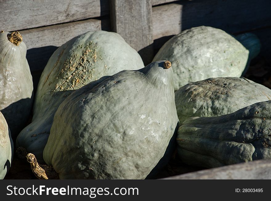 Not all fall gourds are pretty, as these green lumpy gourds prove! still, they are fun to decorate with and make great bird houses.