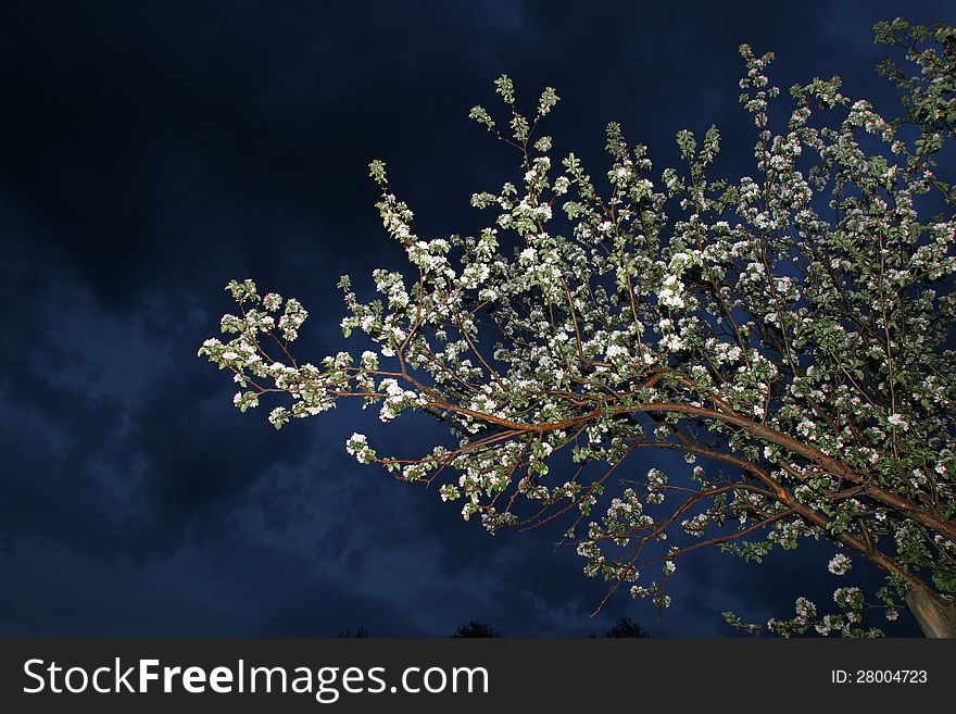 Blooming apple tree in the garden