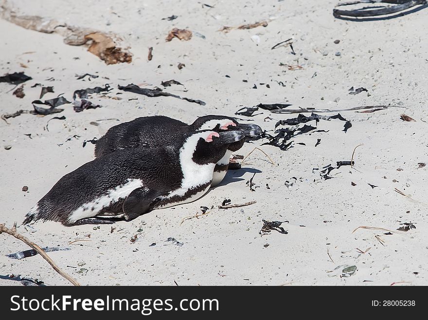 The Cape penguin is having a good time in the summer sun. The Cape penguin is having a good time in the summer sun.