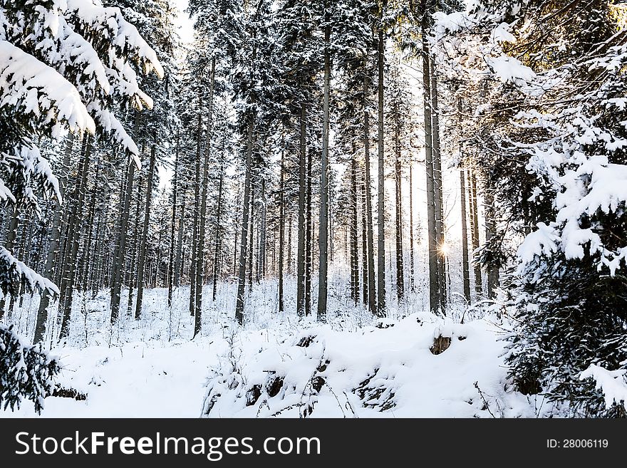 Winter sunrise in mountain forest. Snow and trees, nature cold landscape