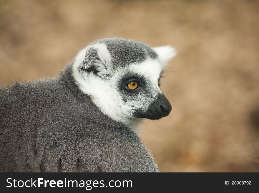 Portrait of lemur with a serious look on face