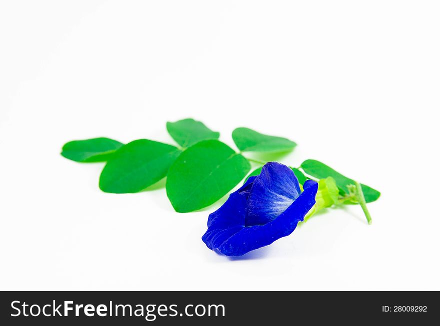 Asian pigeonwing  on white background