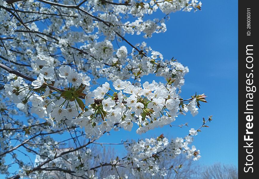 white flowers on tree branches, blue spring sky