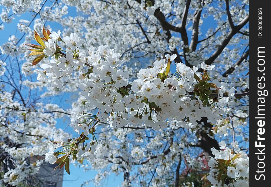 cherry blossoms in spring in the city