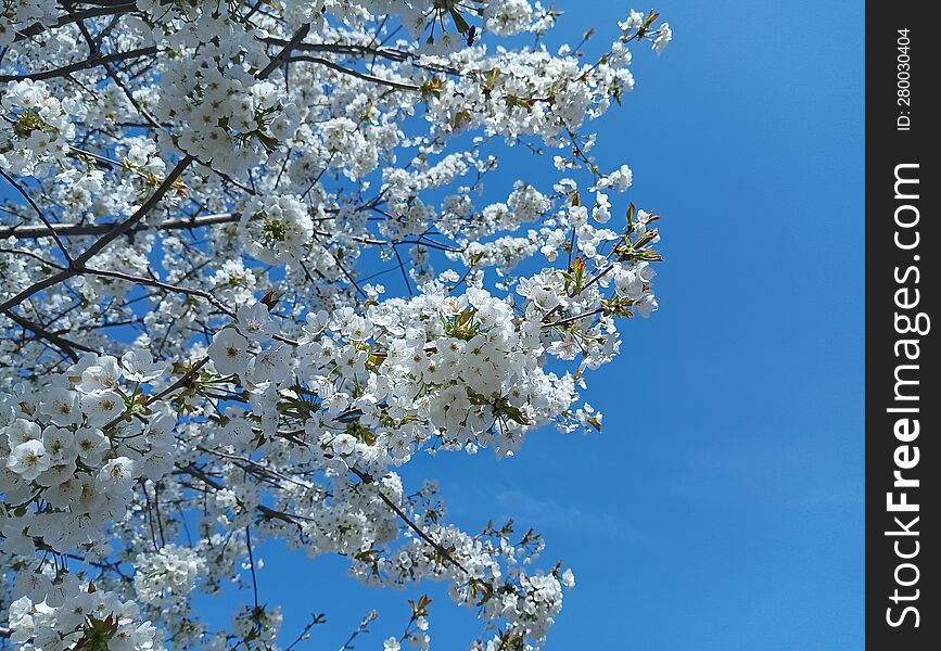 the branch is covered with white flowers