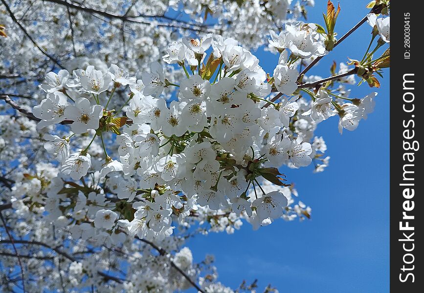 Blooming Cherries And Cherries In Spring, White Flowers