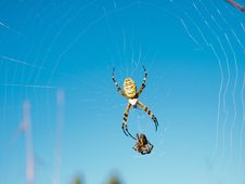 Wasp Spider Royalty Free Stock Images