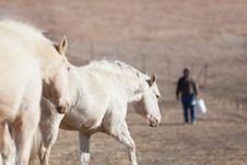 Horses Going To Eat Stock Images Horses Going To Eat Stock Images