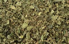 Nettle Tea Stock Photo Nettle Tea Stock Photo