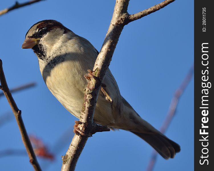 The sparrows are a family of small passerine birds
