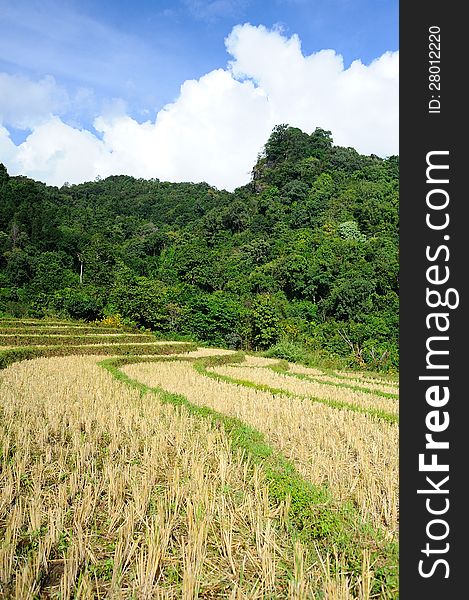 Dried rice terrace in thailand. Dried rice terrace in thailand