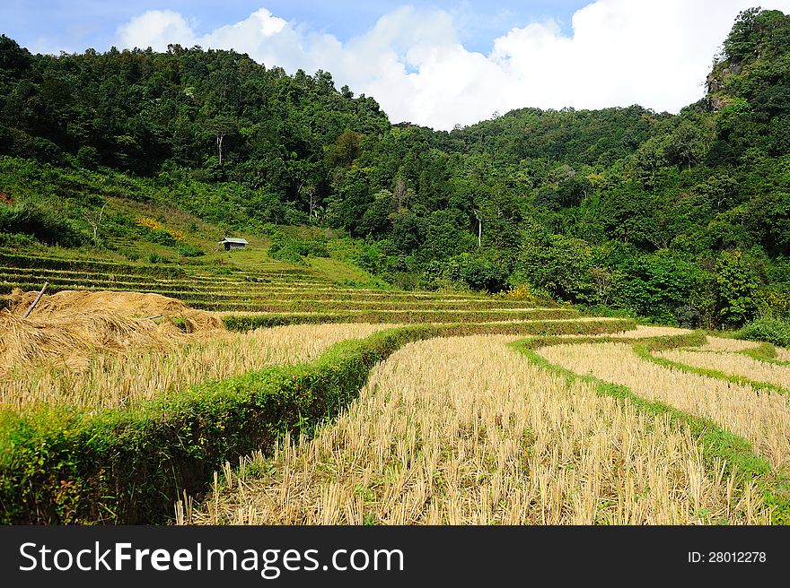 Dried rice terrace in thailand