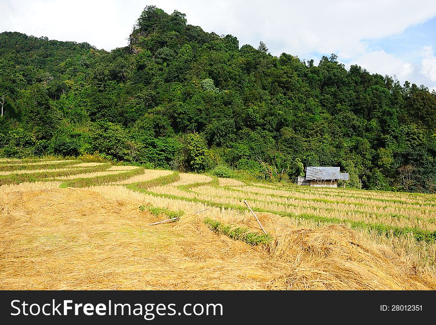 Dried rice terrace in thailand