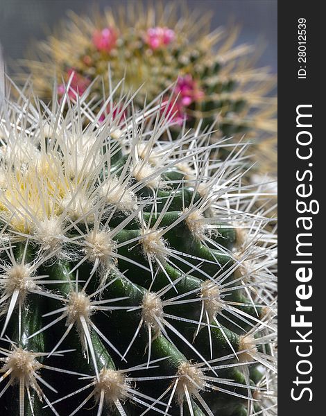 Group of decorative thorny cactuses. Group of decorative thorny cactuses.