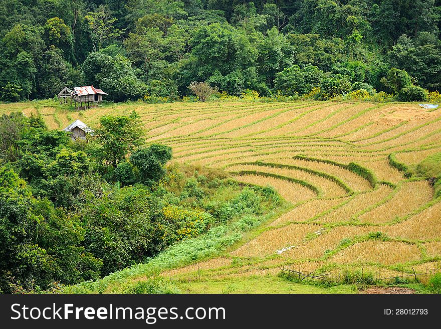 Dried rice terrace in thailand