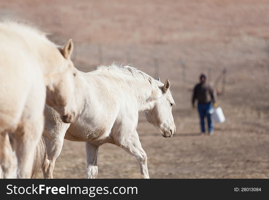 Two Palomino horses going after a treat of range cubes with their owner in the background. Two Palomino horses going after a treat of range cubes with their owner in the background