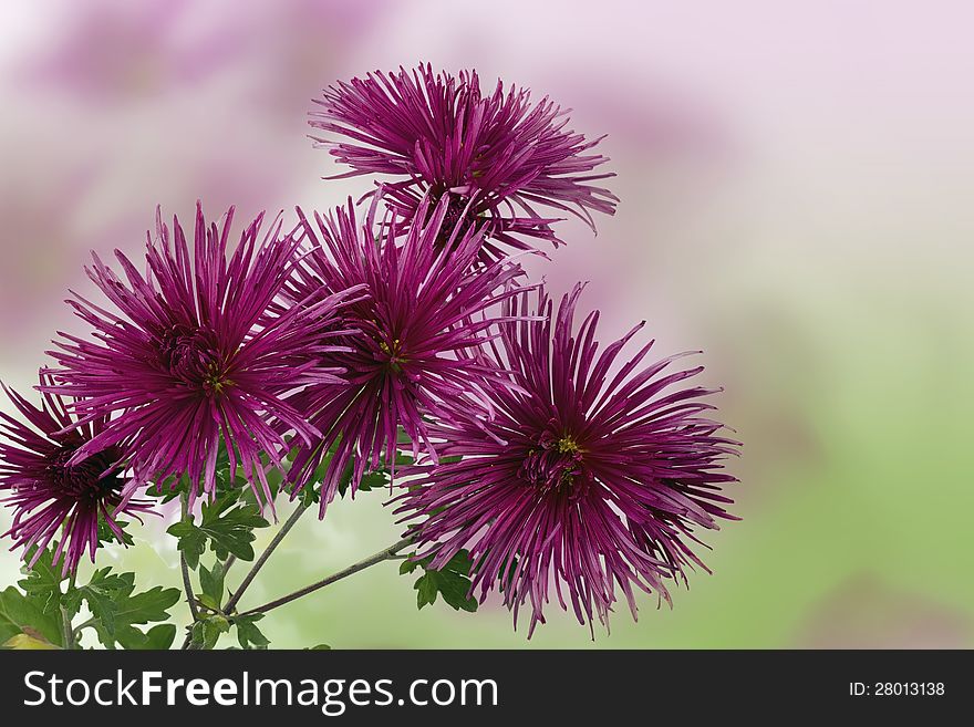 Chrysanthemum - Close up of beautiful pink chrysanthemum flower.