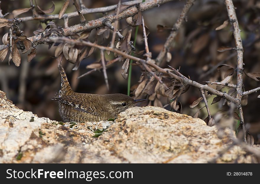 A wren is trying to hide behind a pile of rock. A wren is trying to hide behind a pile of rock