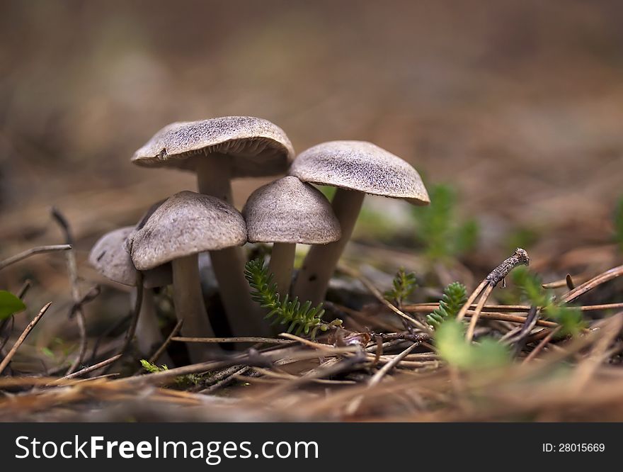 Small mushroom family in a pine-wood