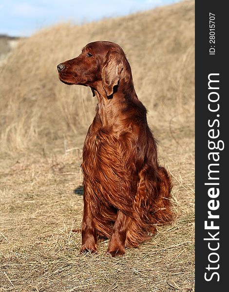 Irish Setter male sitting in the field. Irish Setter male sitting in the field