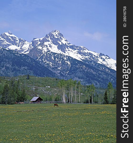 View of a horse grazing on the meadow with snow covered mountains in the background. View of a horse grazing on the meadow with snow covered mountains in the background.