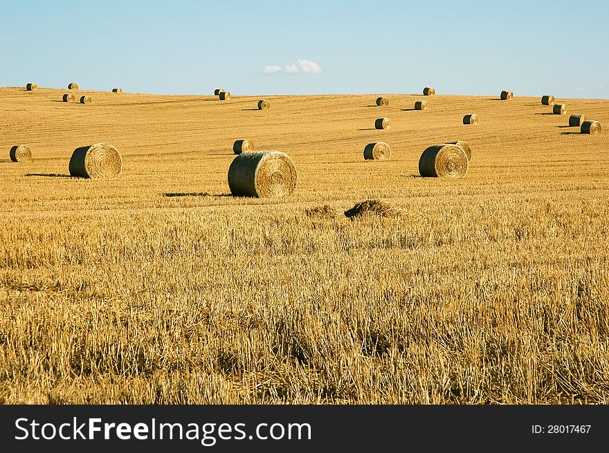 Straw field