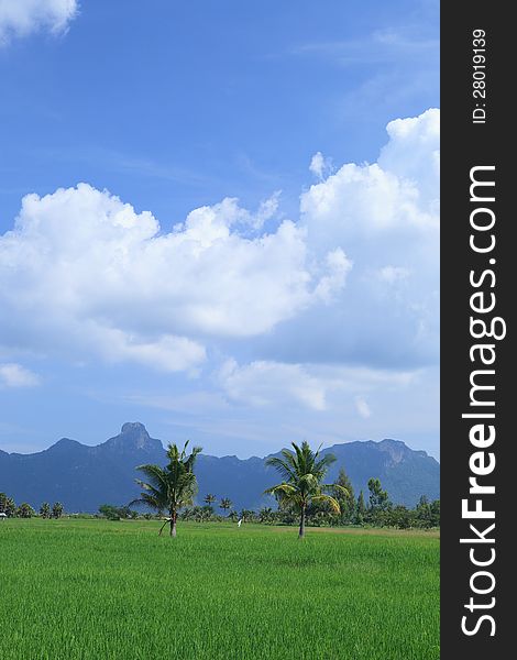 Green organice rice field in Thailand. Green organice rice field in Thailand