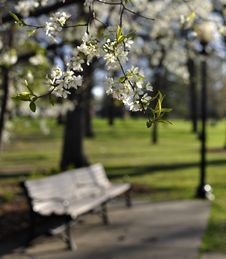 Flowering Tree And Park Bench Royalty Free Stock Images