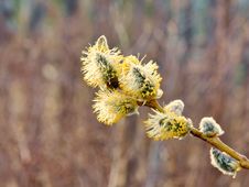 Flowering Willow Branch Close-up. Royalty Free Stock Image