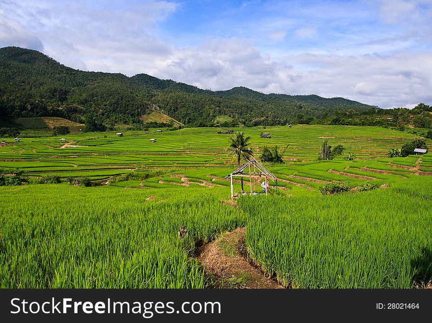 Terraced rice fields in northern Thailand