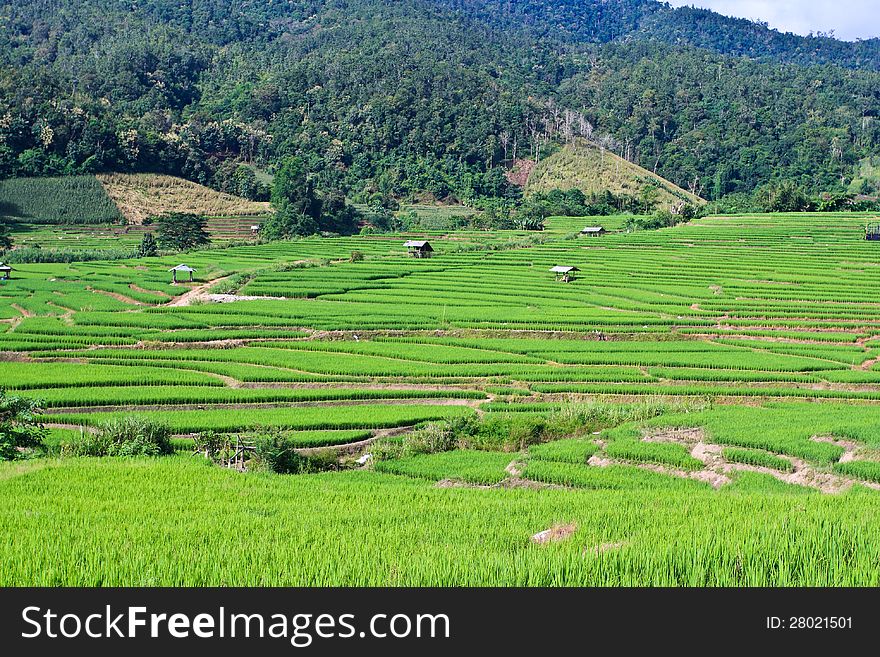 Terraced Rice Fields In Northern Thailand