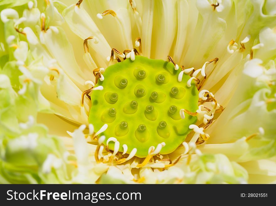 Image of Closeup lotus seed