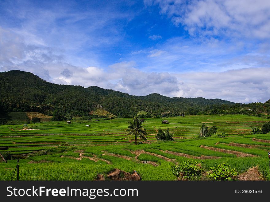 Terraced Rice Fields In Northern Thailand