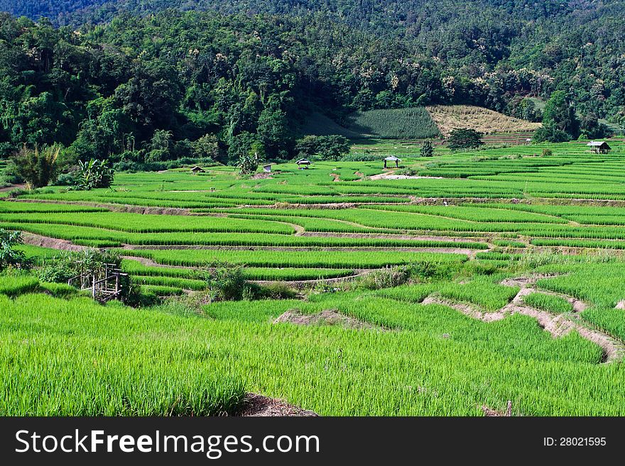 Terraced rice fields in northern Thailand