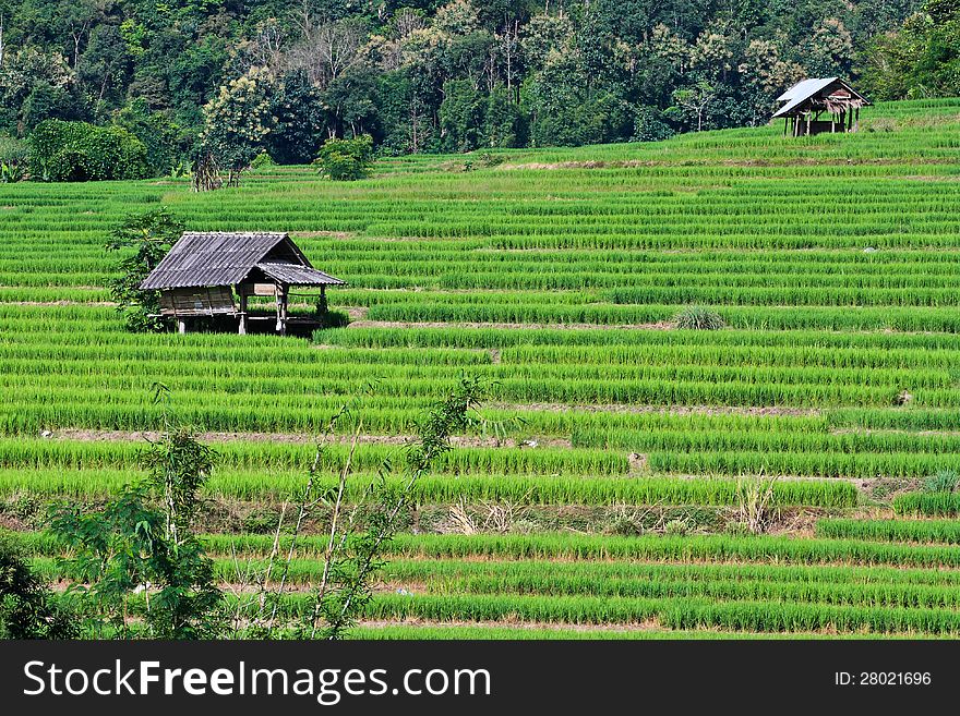 Terraced rice fields in northern Thailand