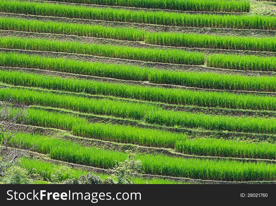 Terraced Rice Fields In Northern Thailand