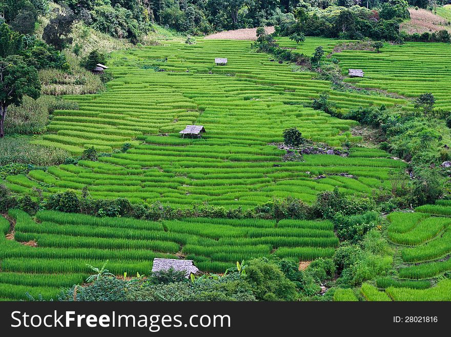 Terraced Rice Fields In Northern Thailand