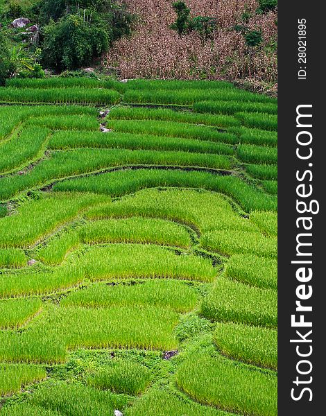 Terraced rice fields in northern Thailand